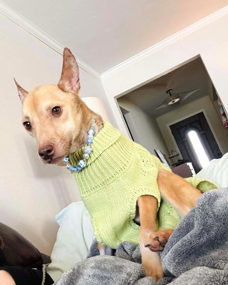 Penelope, a Adoptable mixed breed in Saugus, MA image 1/5