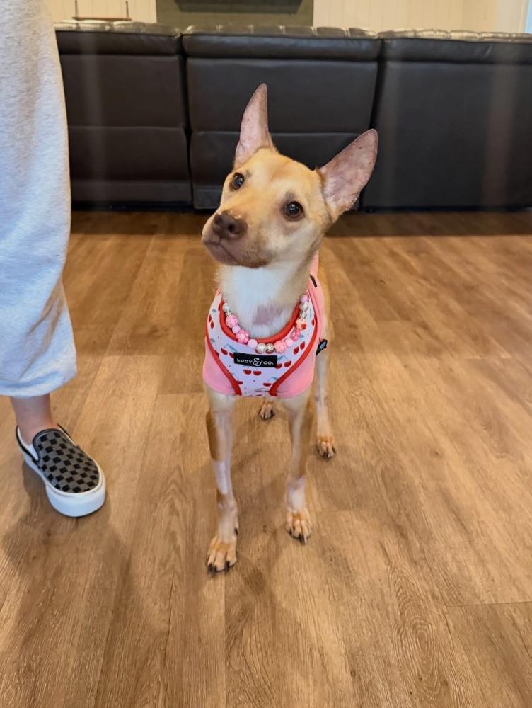 Penelope, a Adoptable mixed breed in Saugus, MA image 3/5