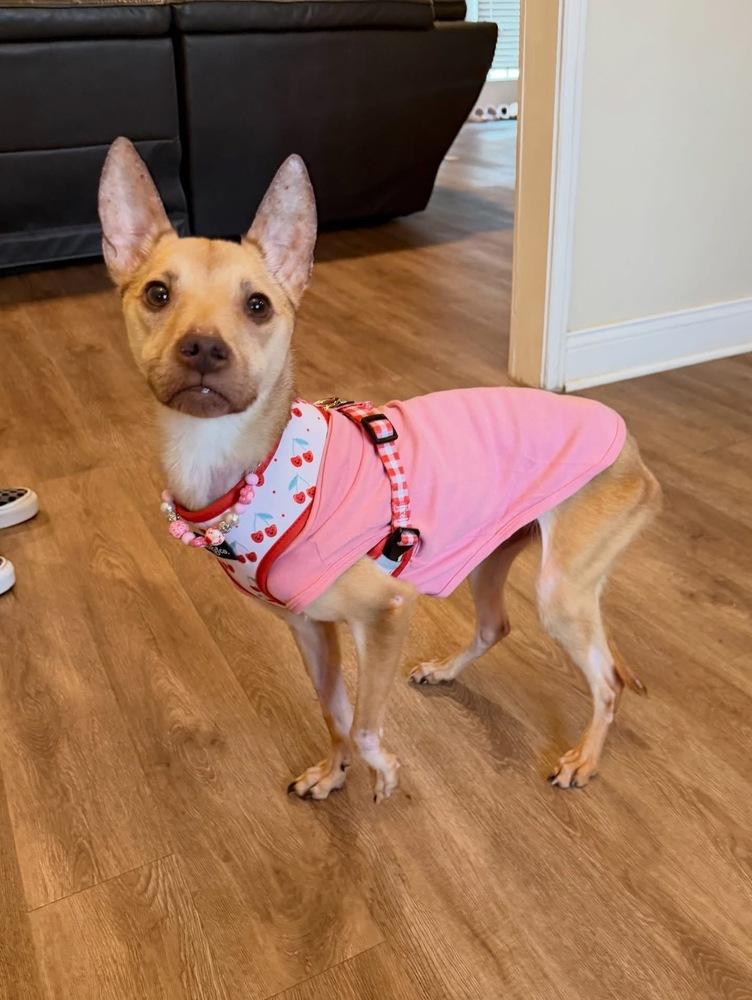 Penelope, a Adoptable mixed breed in Saugus, MA image 4/5