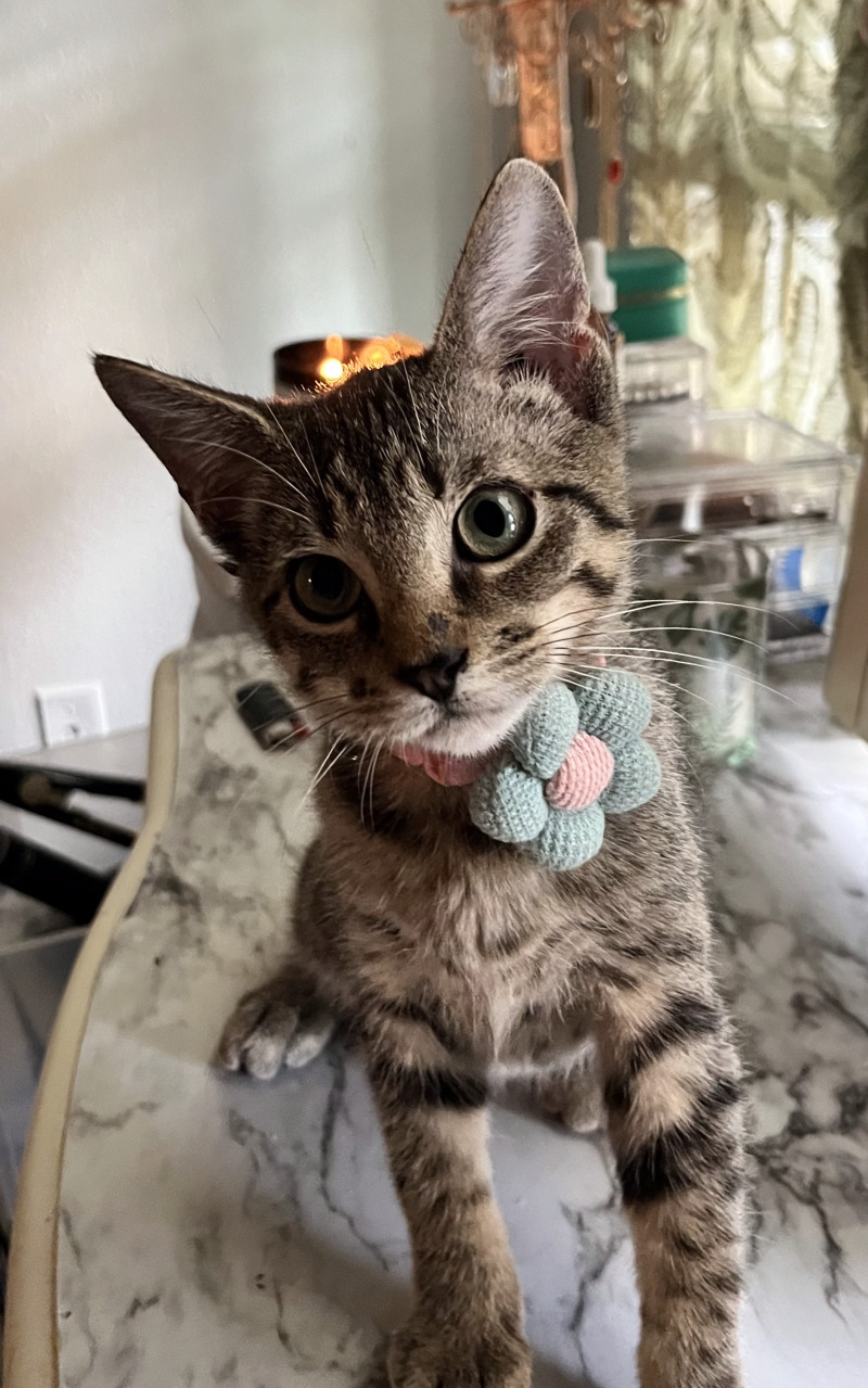 Cat for adoption Hyacinth Bridgerton, a Domestic Short Hair Mix in