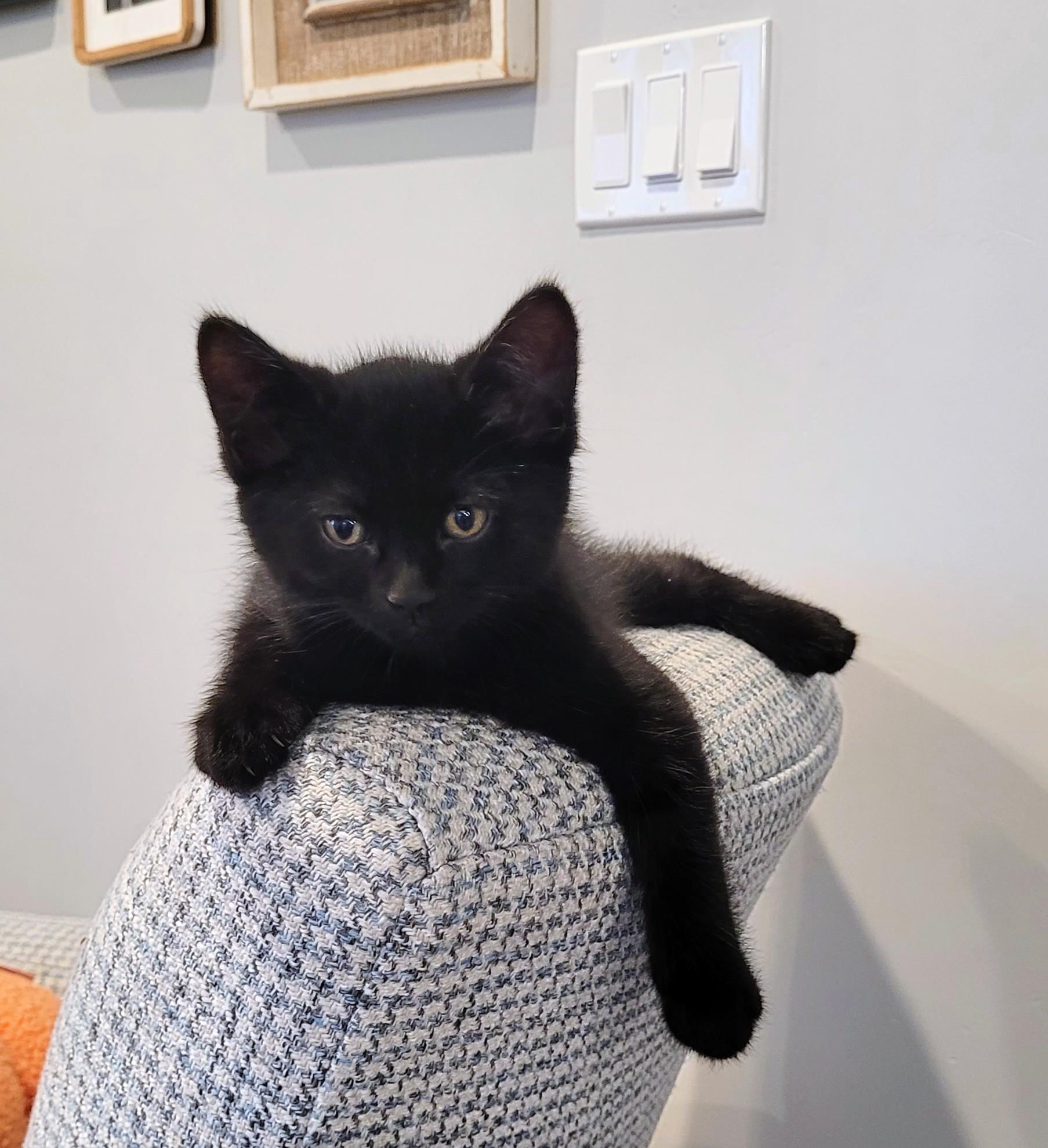 Enlarge Winston, a Adoptable Domestic Short Hair in Fruit Heights, UT image 1/6