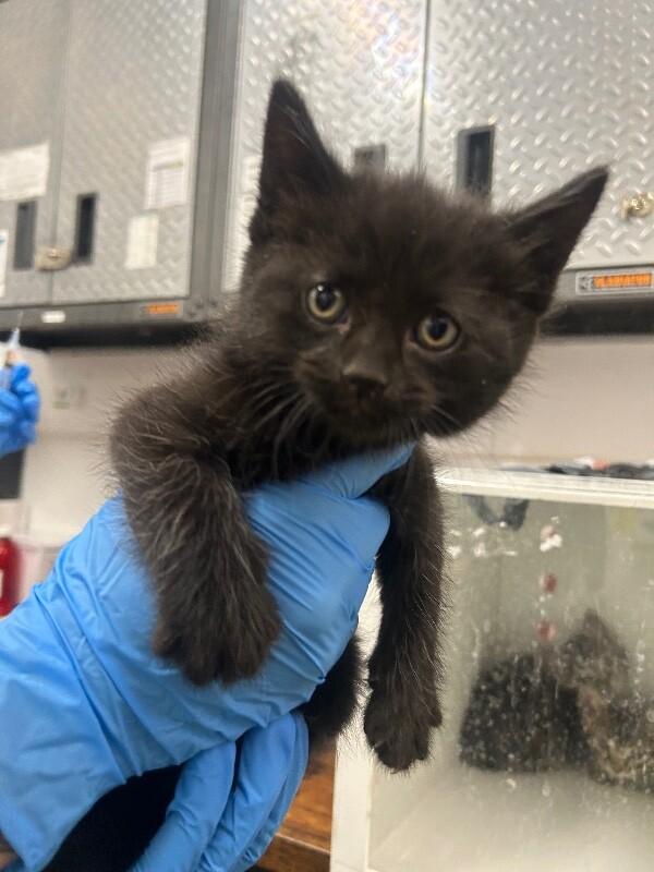 Enlarge Winston, a Adoptable Domestic Short Hair in Fruit Heights, UT image 2/6