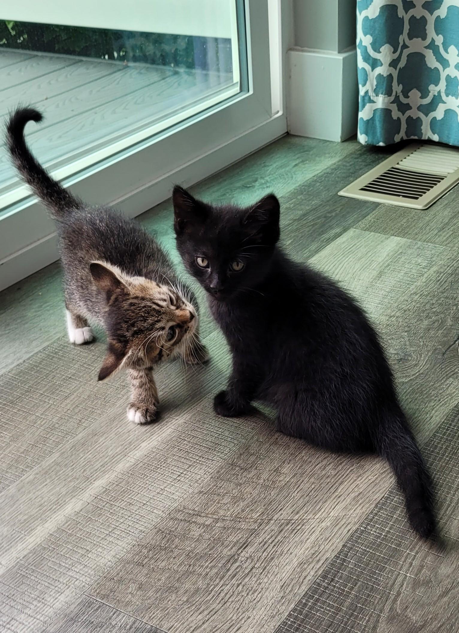 Enlarge Winston, a Adoptable Domestic Short Hair in Fruit Heights, UT image 3/6