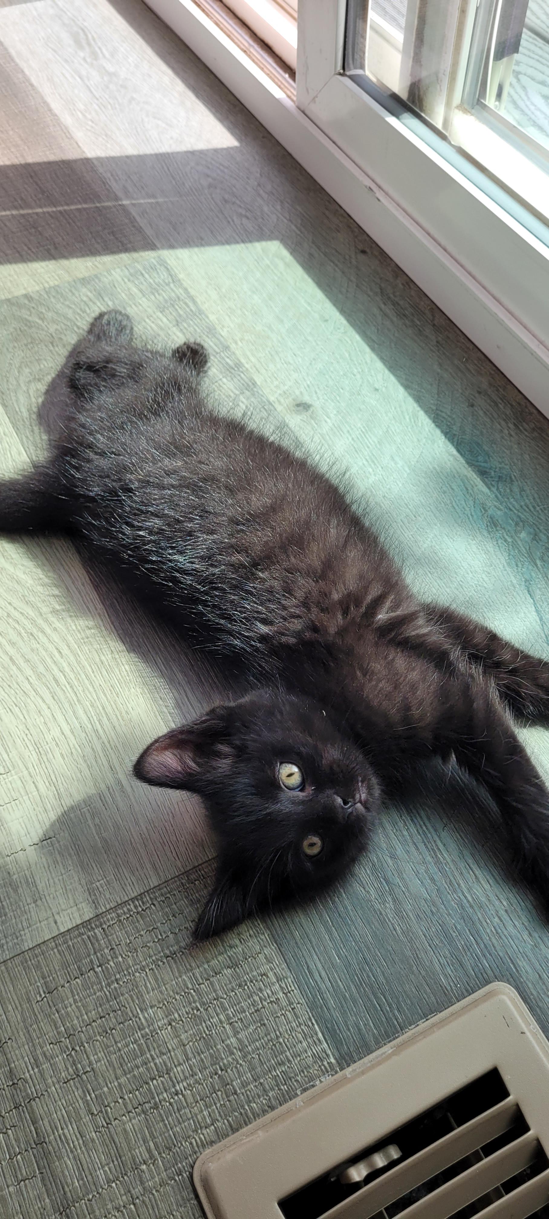 Enlarge Winston, a Adoptable Domestic Short Hair in Fruit Heights, UT image 4/6