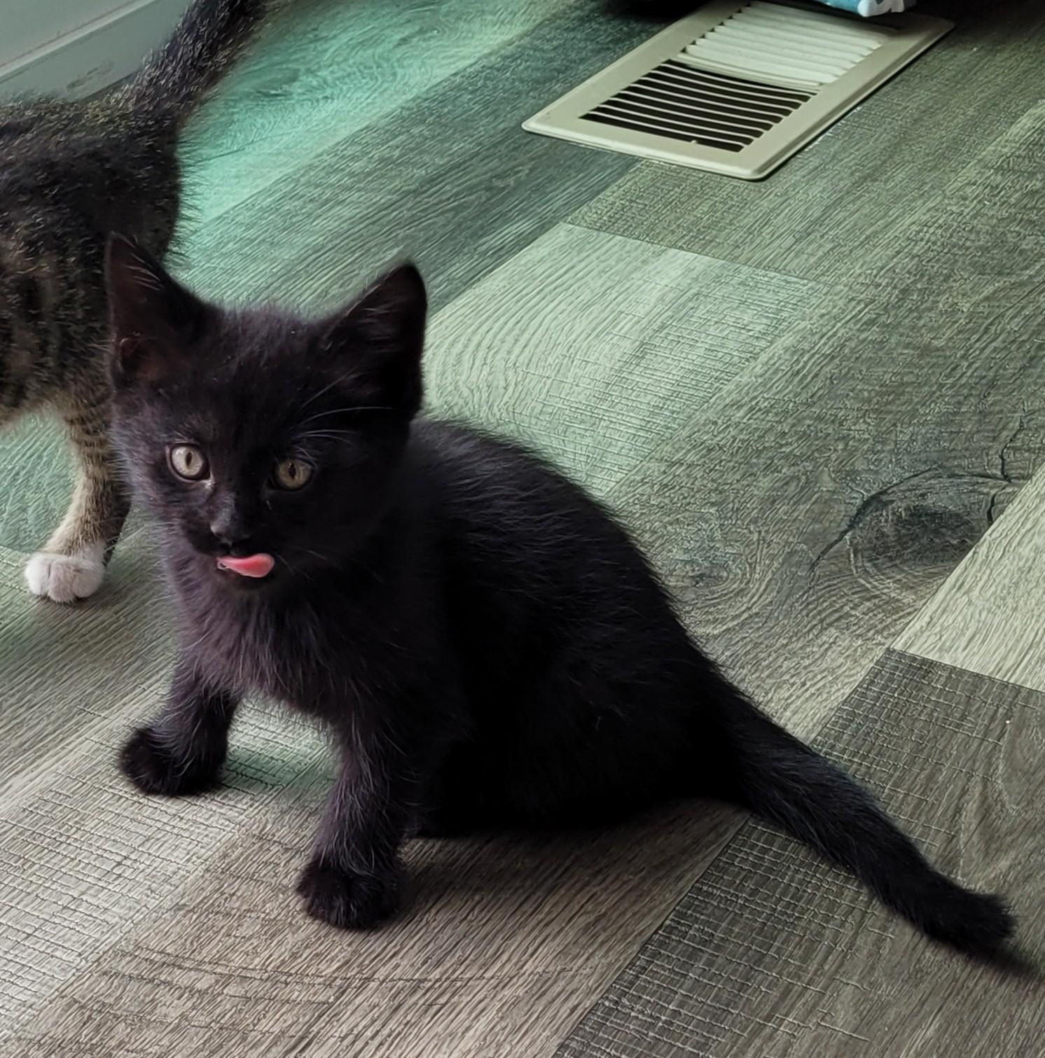 Enlarge Winston, a Adoptable Domestic Short Hair in Fruit Heights, UT image 5/6