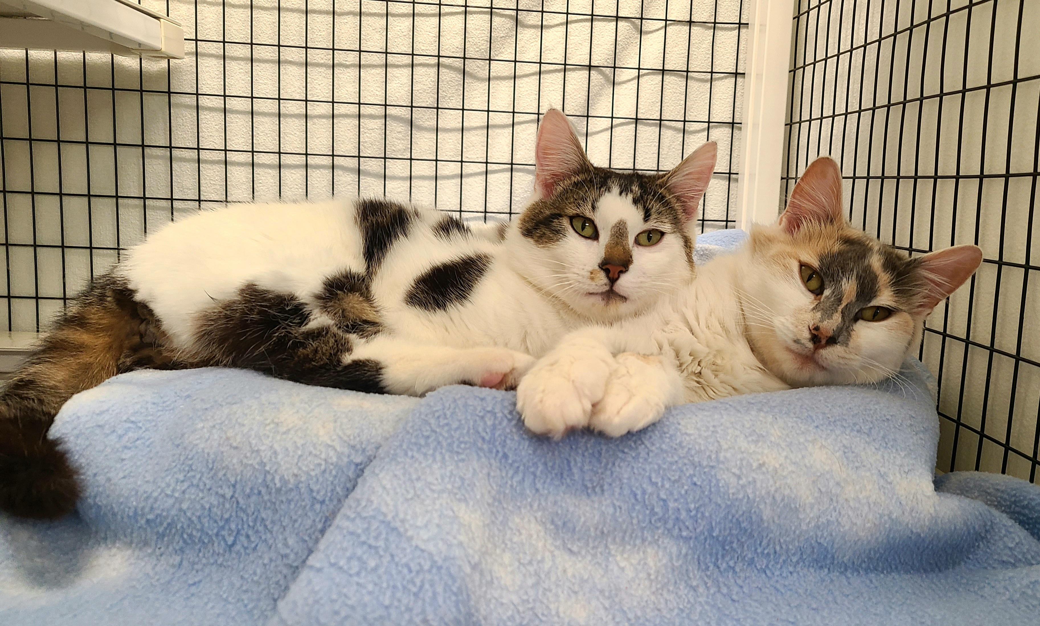 Hillary & Halston, ADOPTABLE, Young Female Domestic Short Hair.