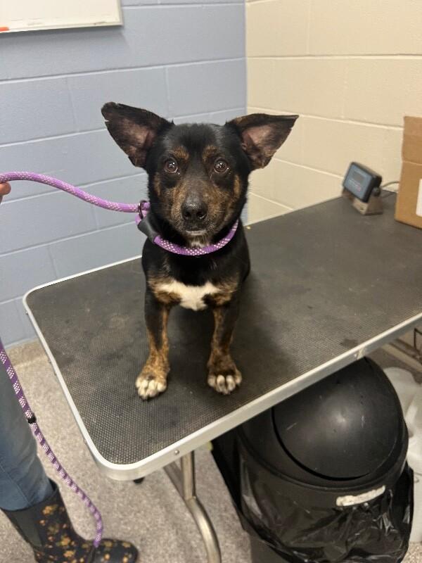 Enlarge Rambo, a Adoptable mixed breed in Georgetown, OH image 1/1