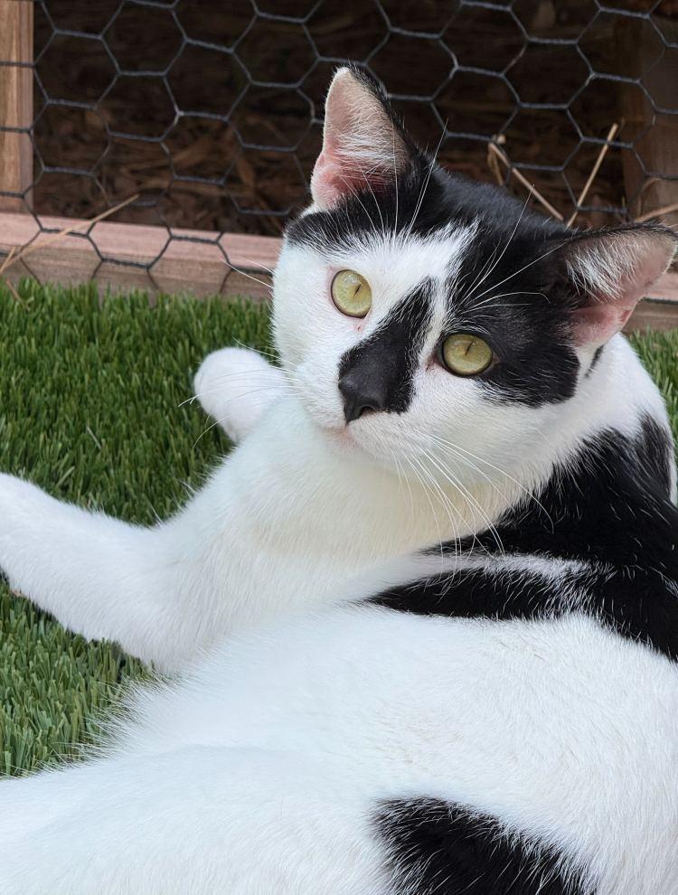 Enlarge Billie Blaze, a Adoptable Domestic Short Hair in Colorado Springs, CO image 1/3