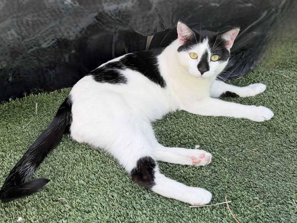 Enlarge Billie Blaze, a Adoptable Domestic Short Hair in Colorado Springs, CO image 2/3