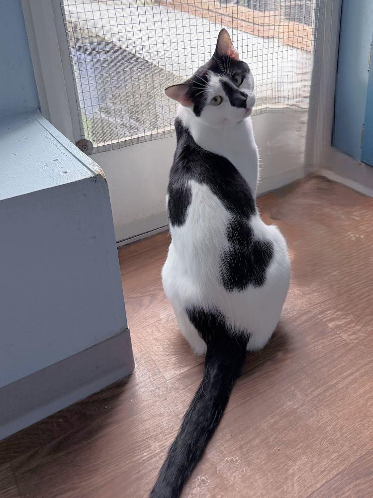 Enlarge Billie Blaze, a Adoptable Domestic Short Hair in Colorado Springs, CO image 3/3