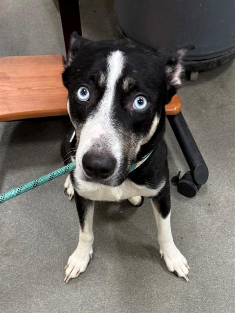 PERLA, Adoptable, Adult Female Siberian Husky & Mixed Breed.
