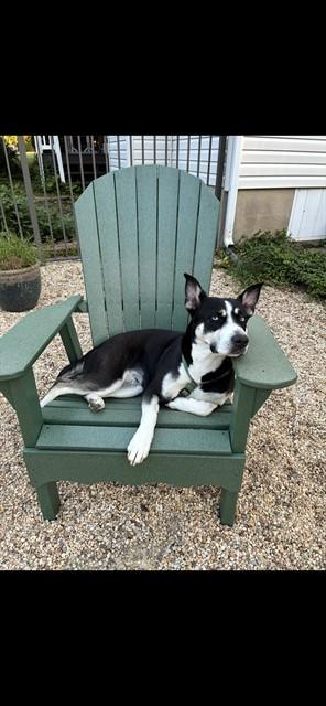 PERLA, Adoptable, Adult Female Siberian Husky & Mixed Breed.
