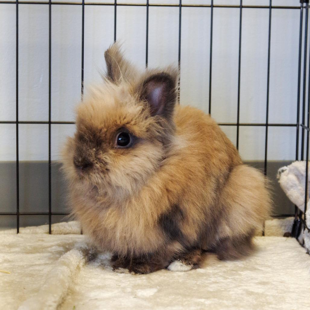 Willow, Adoptable, Adult Male Lionhead.