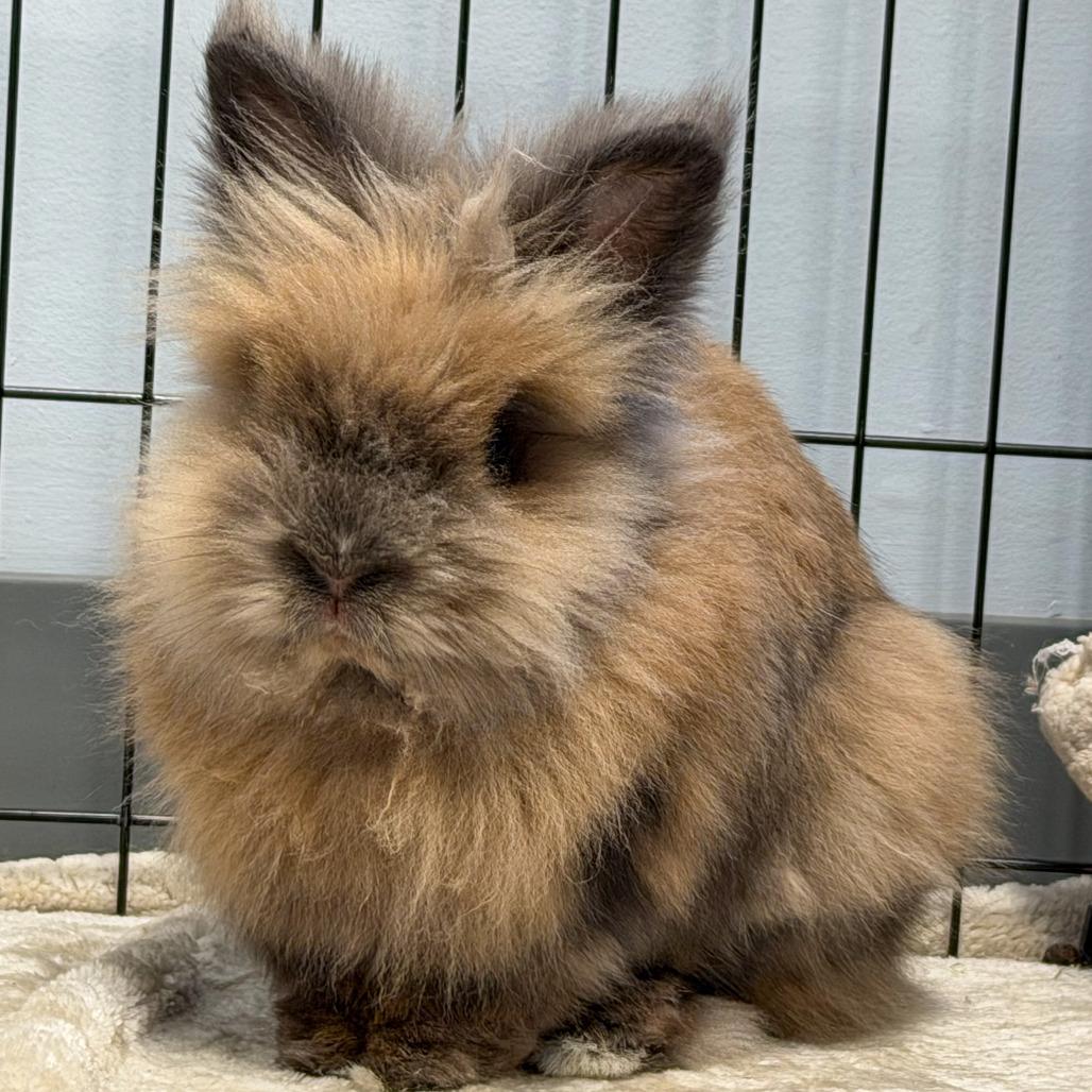 Enlarge Willow, a Adoptable Lionhead in Scituate, MA image 2/3