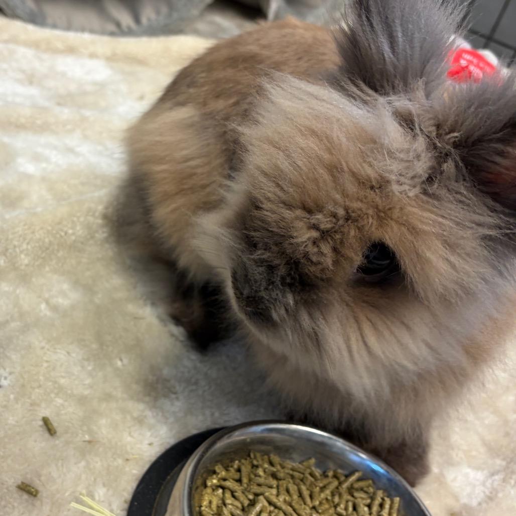 Enlarge Willow, a Adoptable Lionhead in Scituate, MA image 3/3