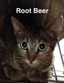 Ms. Root Beer