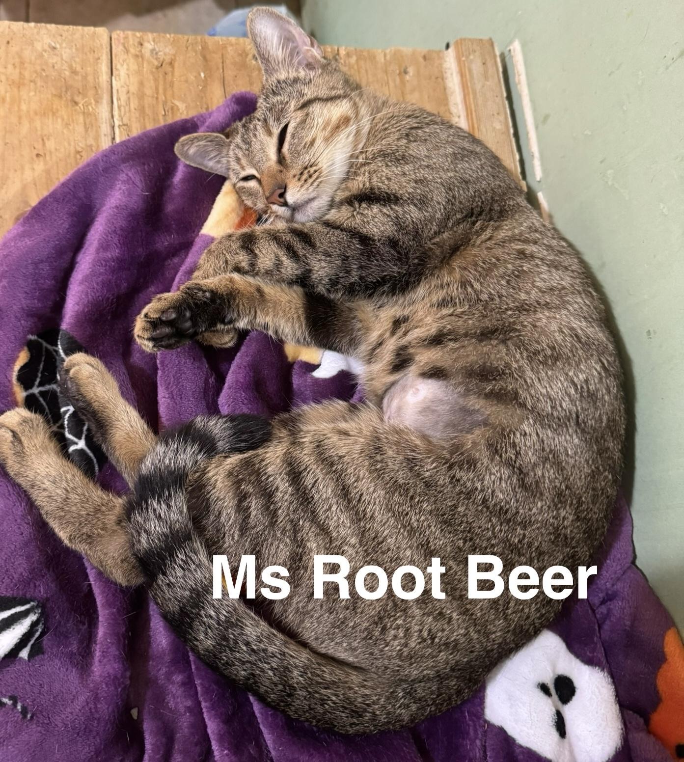 Ms. Root Beer