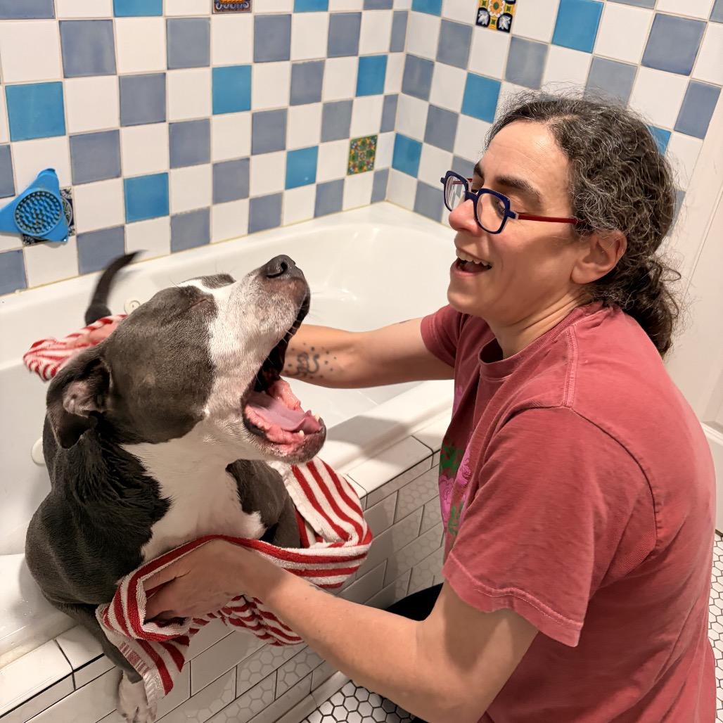 Elly, a Adoptable Pit Bull Terrier in Chicago, IL image 2/6