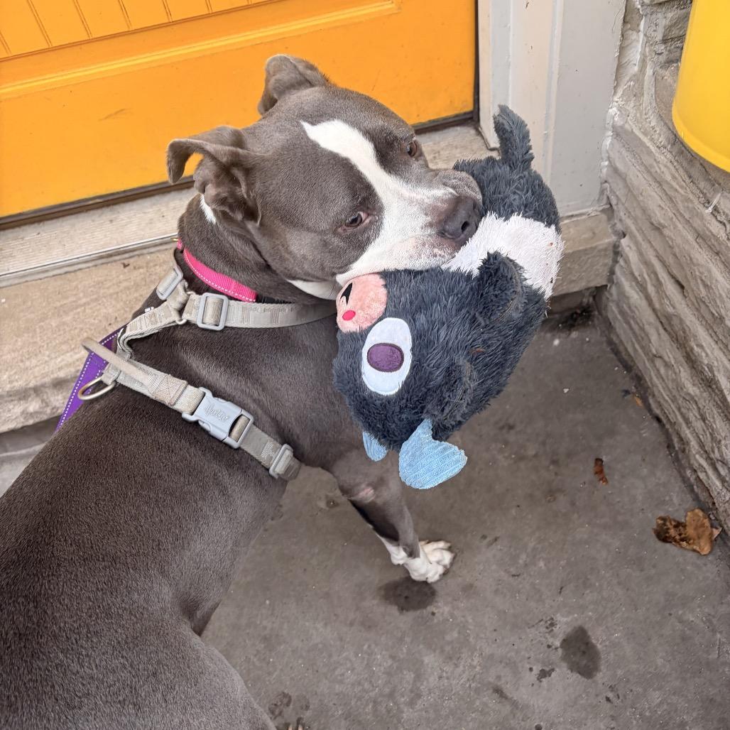 Elly, a Adoptable Pit Bull Terrier in Chicago, IL image 3/6