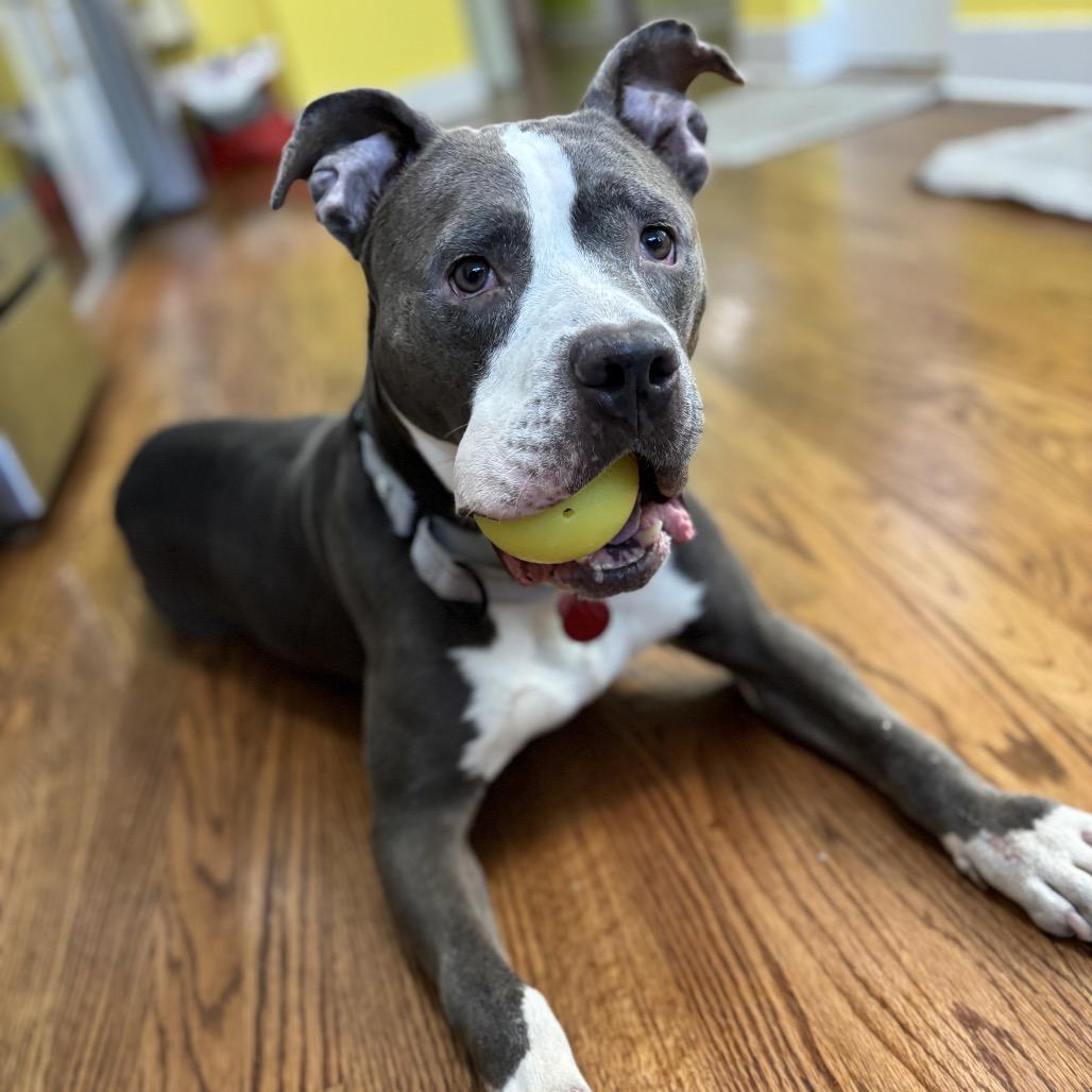 Elly, a Adoptable Pit Bull Terrier in Chicago, IL image 1/6