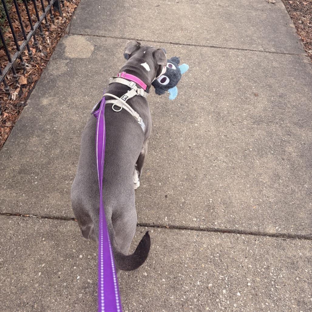 Elly, a Adoptable Pit Bull Terrier in Chicago, IL image 4/6