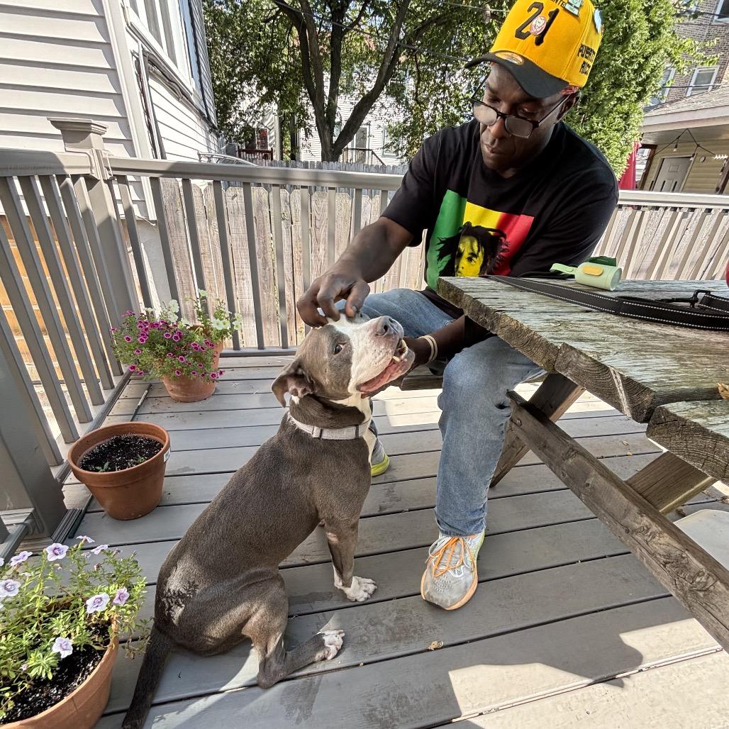 Elly, a Adoptable Pit Bull Terrier in Chicago, IL image 5/6
