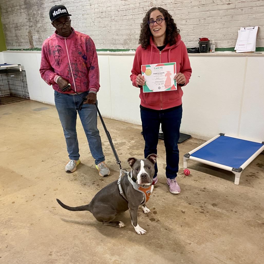 Elly, a Adoptable Pit Bull Terrier in Chicago, IL image 6/6