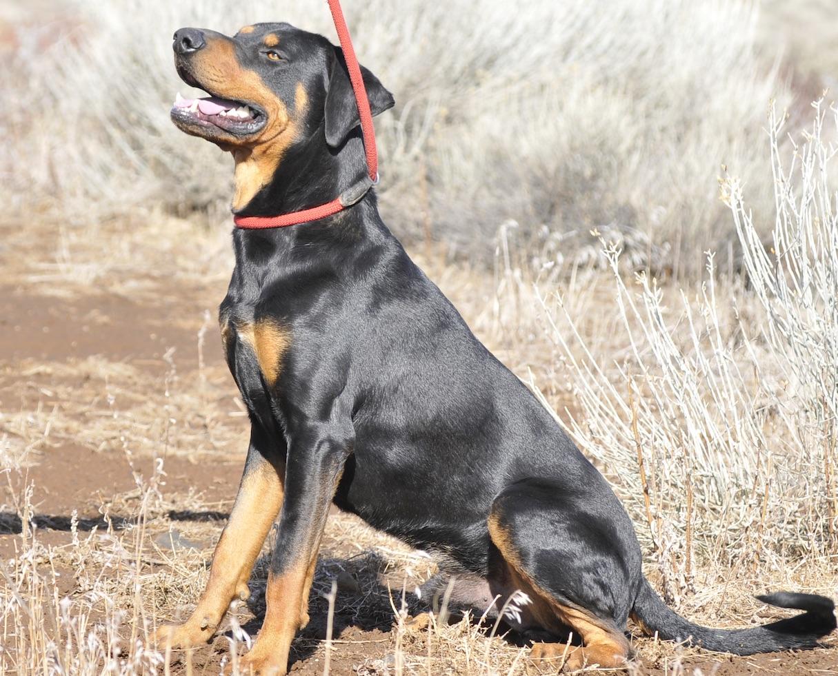 Ambrose, a Adoptable mixed breed in Tehachapi, CA image 1/3