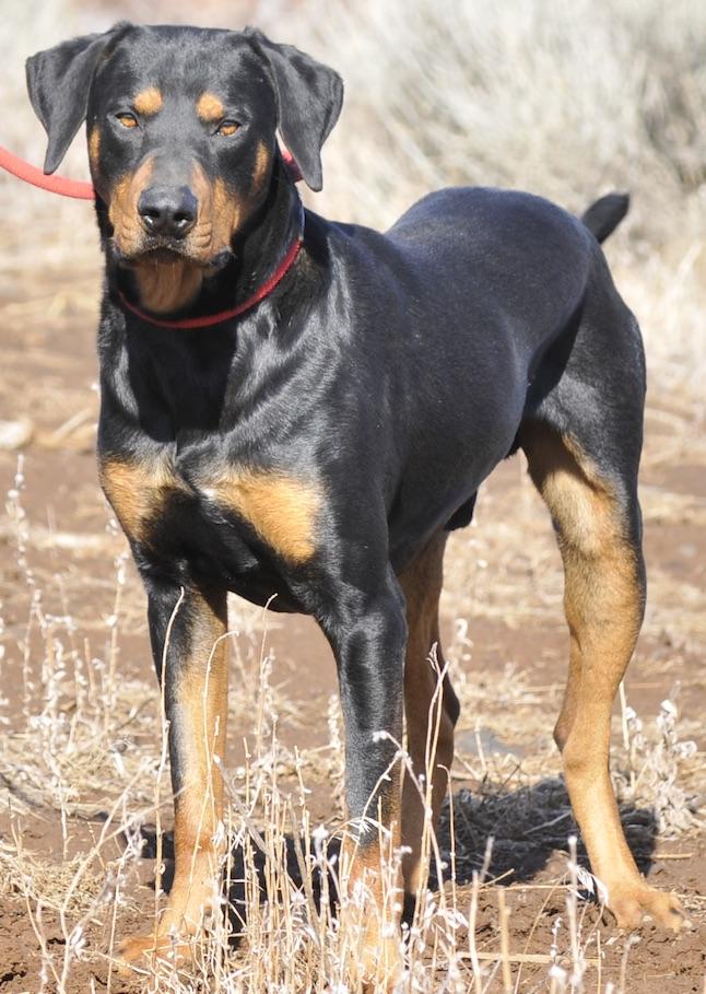 Ambrose, a Adoptable mixed breed in Tehachapi, CA image 3/3