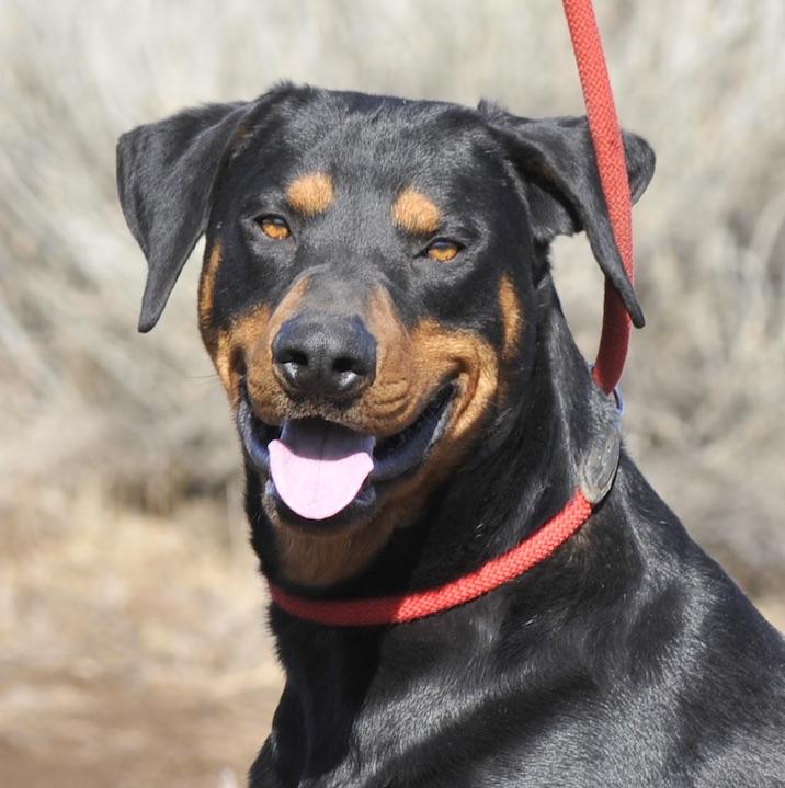 Ambrose, Adoptable, Young Male Doberman Pinscher & Border Collie.