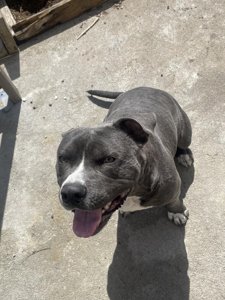 Enlarge Bruno (CP), a Adoptable mixed breed in Dallas, TX image 2/2