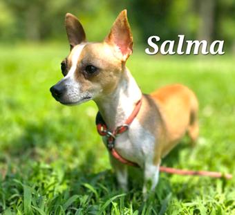 Salma, Adoptable, Young Female Chihuahua.