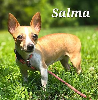 Enlarge Salma, a Adoptable Chihuahua in Canterbury, CT image 2/5