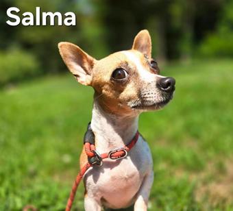 Enlarge Salma, a Adoptable Chihuahua in Canterbury, CT image 3/5