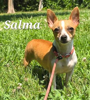 Enlarge Salma, a Adoptable Chihuahua in Canterbury, CT image 5/5