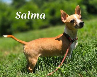 Enlarge Salma, a Adoptable Chihuahua in Canterbury, CT image 4/5