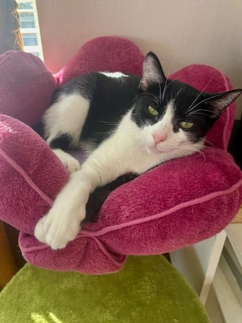 Oreo, ADOPTABLE, Young Female Tuxedo.