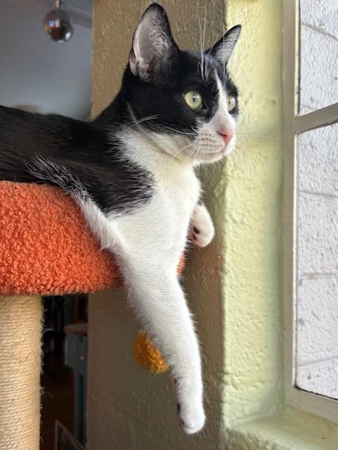 Oreo — thumbnail 3