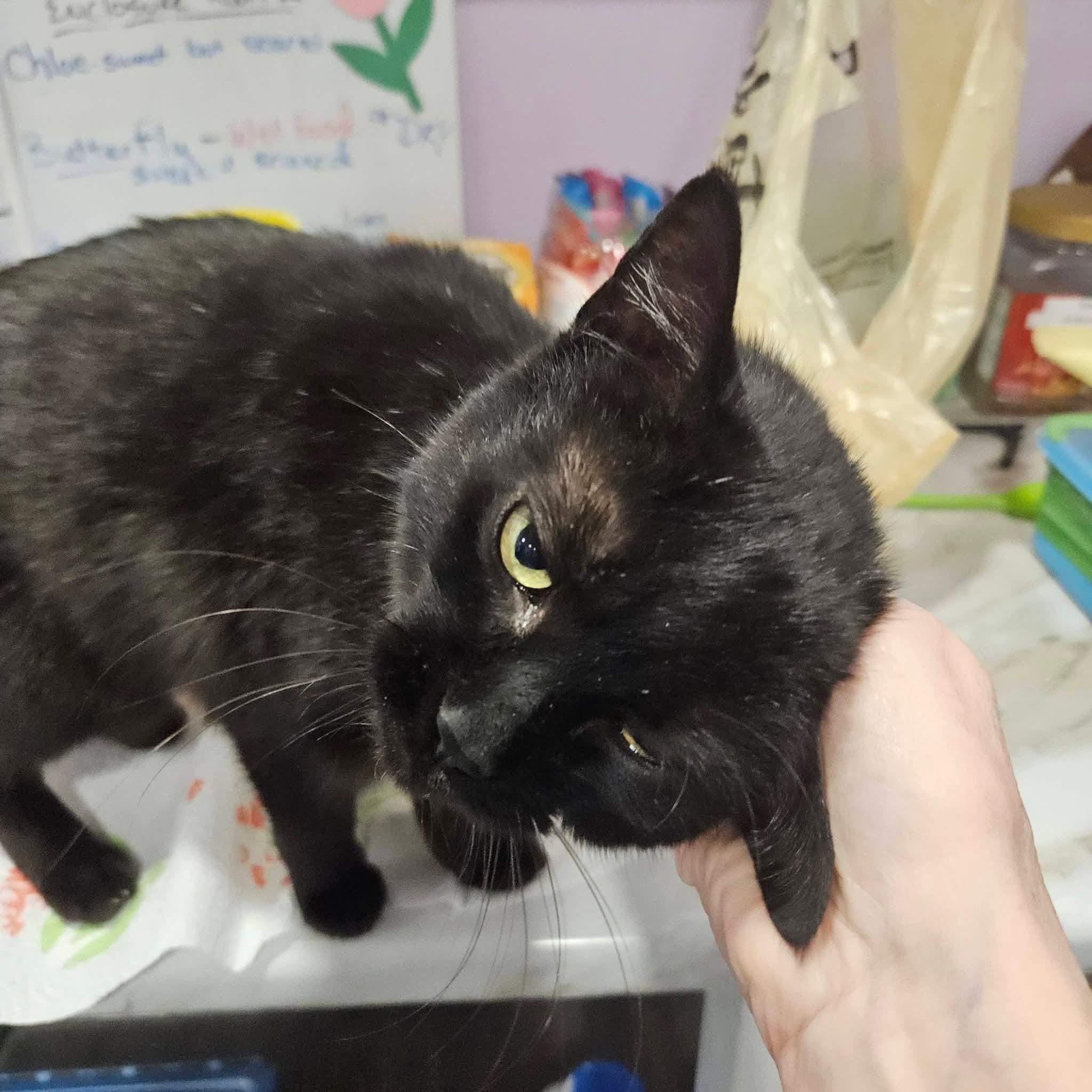 Enlarge Gena, an adopted mixed breed in South Park, PA image 5/5