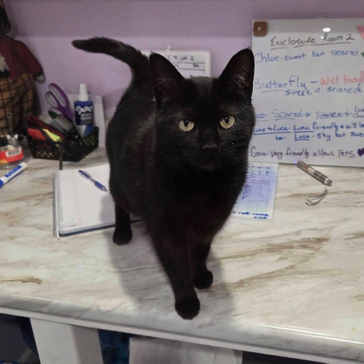 Enlarge Gena, an adopted mixed breed in South Park, PA image 3/5