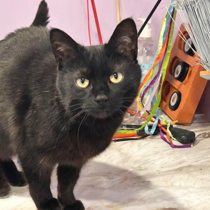 Enlarge Gena, an adopted mixed breed in South Park, PA image 2/5