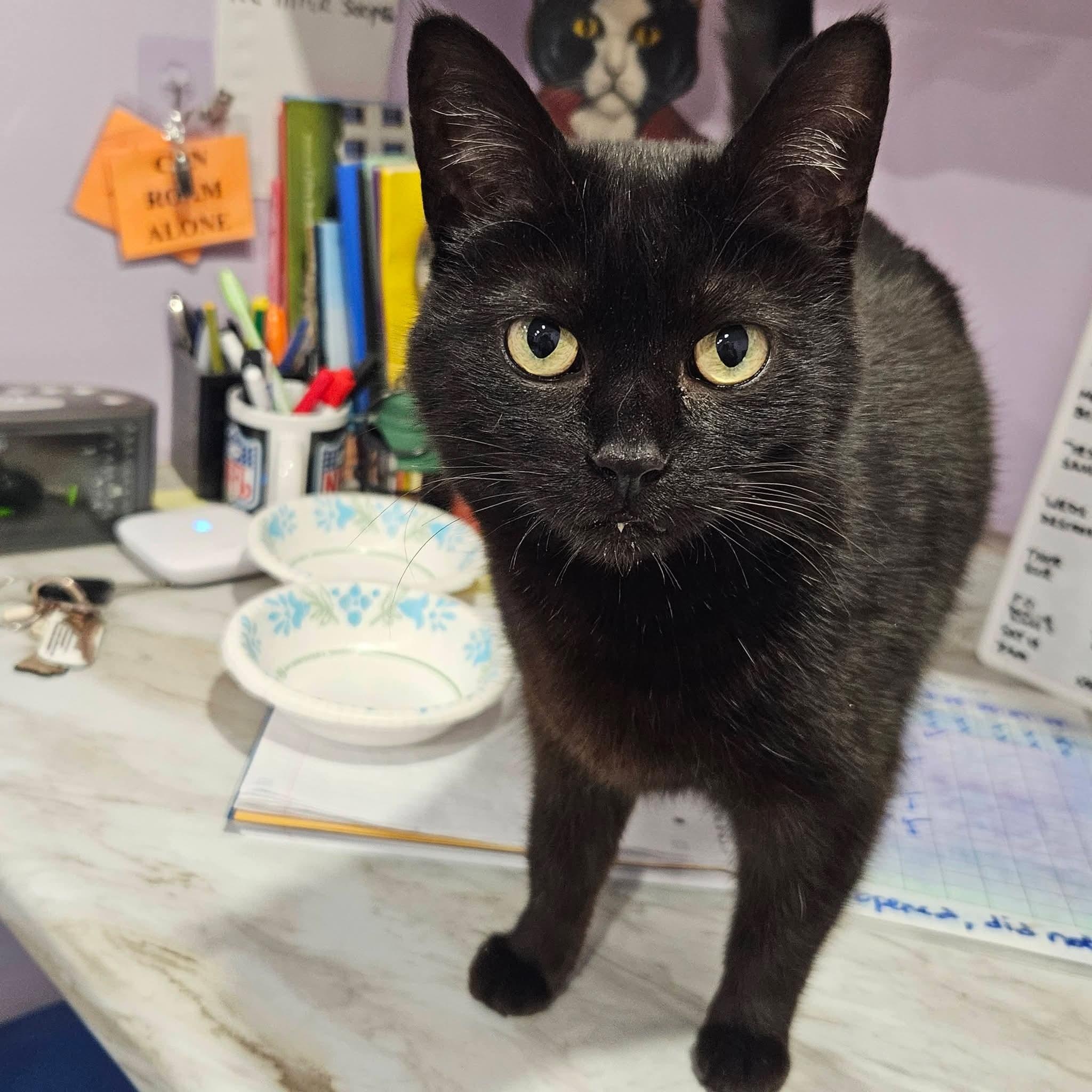 Enlarge Gena, an adopted mixed breed in South Park, PA image 4/5