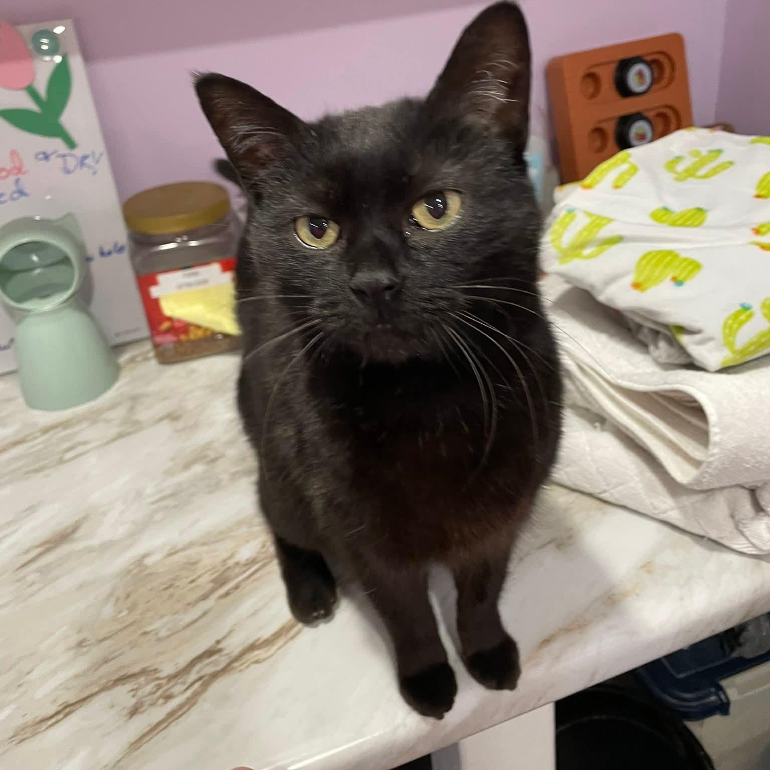 Gena, adopted, Young Female Domestic Short Hair.