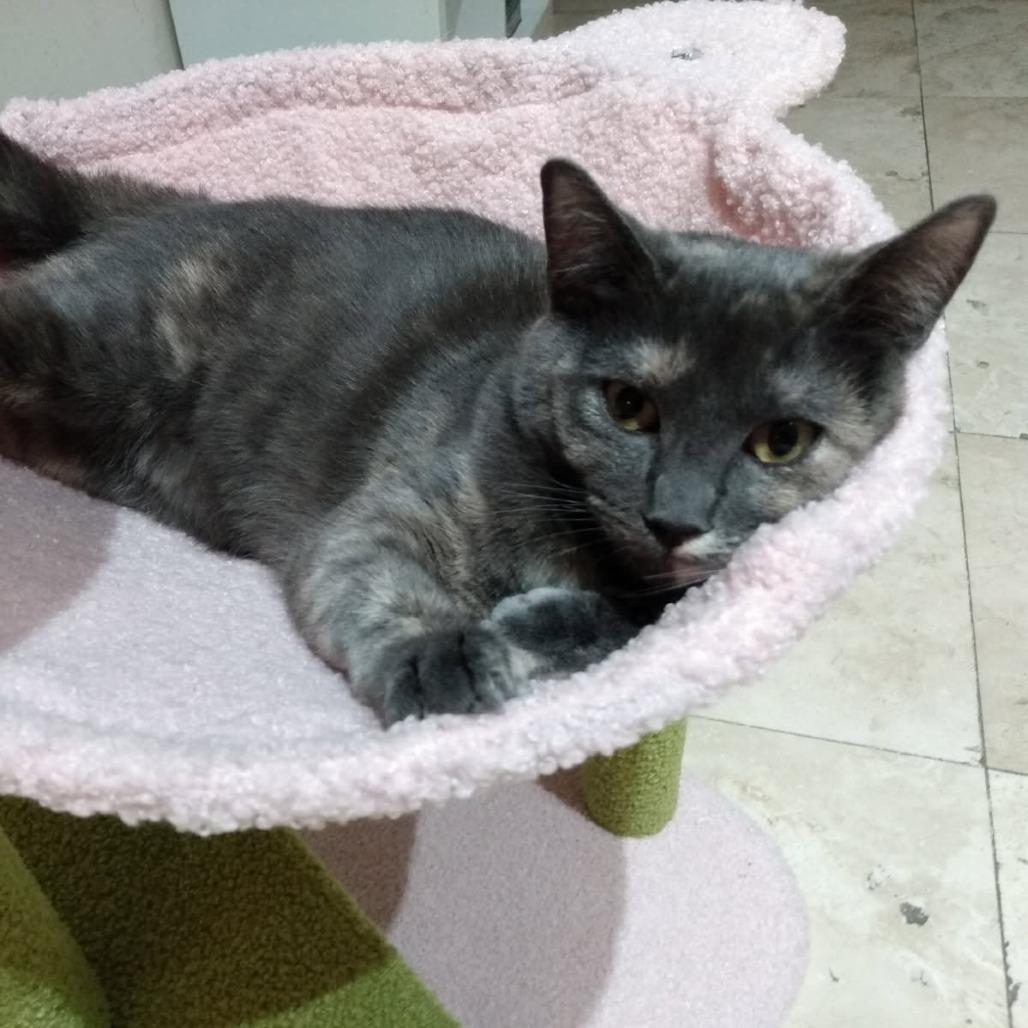 Fabel, Adoptable, Young Female Domestic Short Hair.