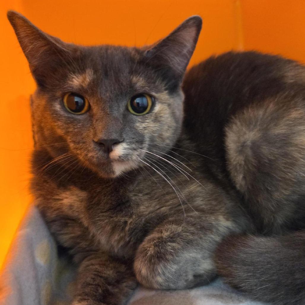 Enlarge Fabel, a Adoptable Domestic Short Hair in Houston, TX image 1/2