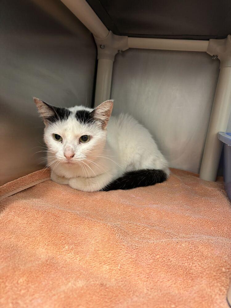 Dumpling, Adoptable, Adult Female Domestic Short Hair.