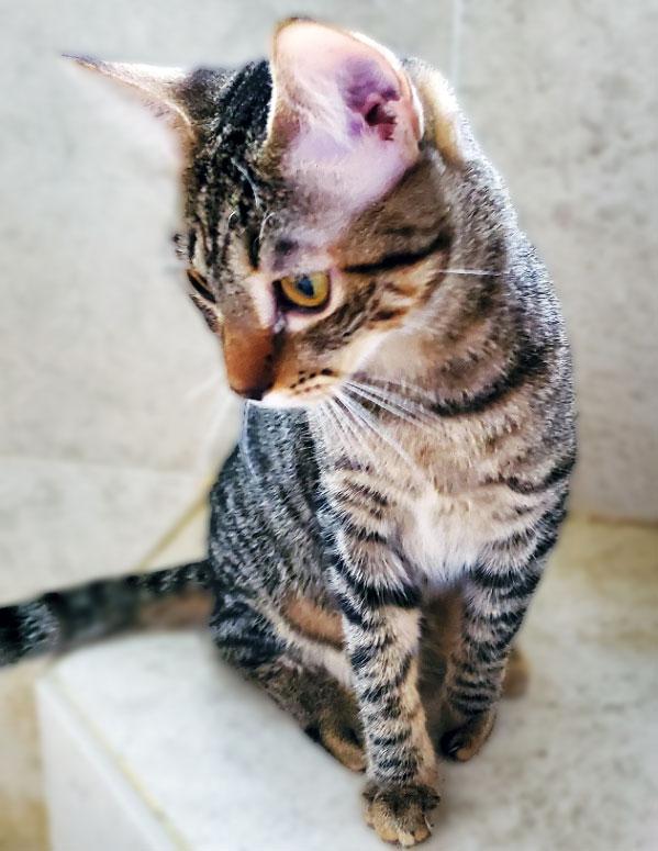 Cookie (Peyton), Adoptable, Young Female Domestic Short Hair.