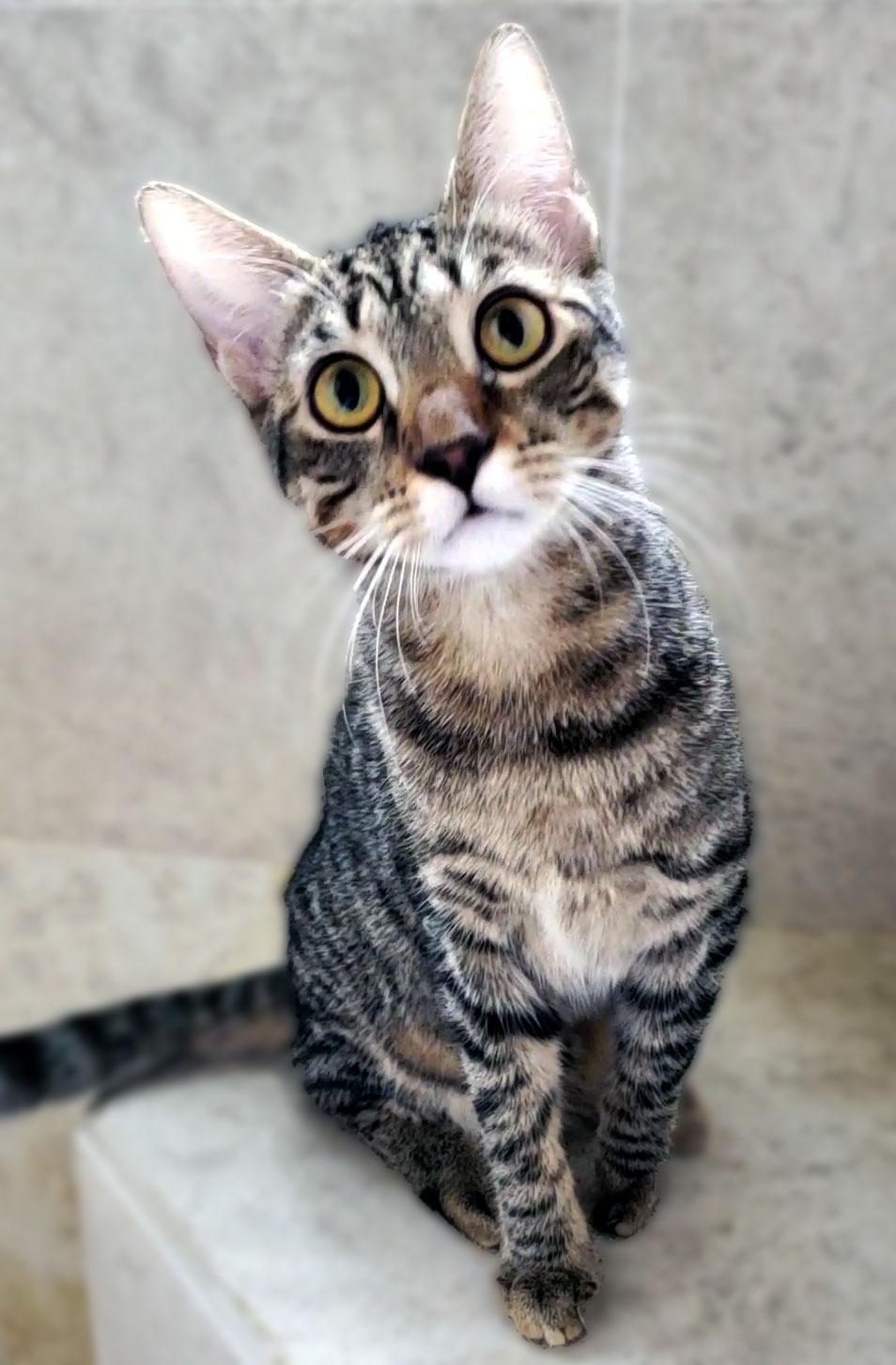 Enlarge Cookie (Peyton), a Adoptable mixed breed in Davis, CA image 2/2