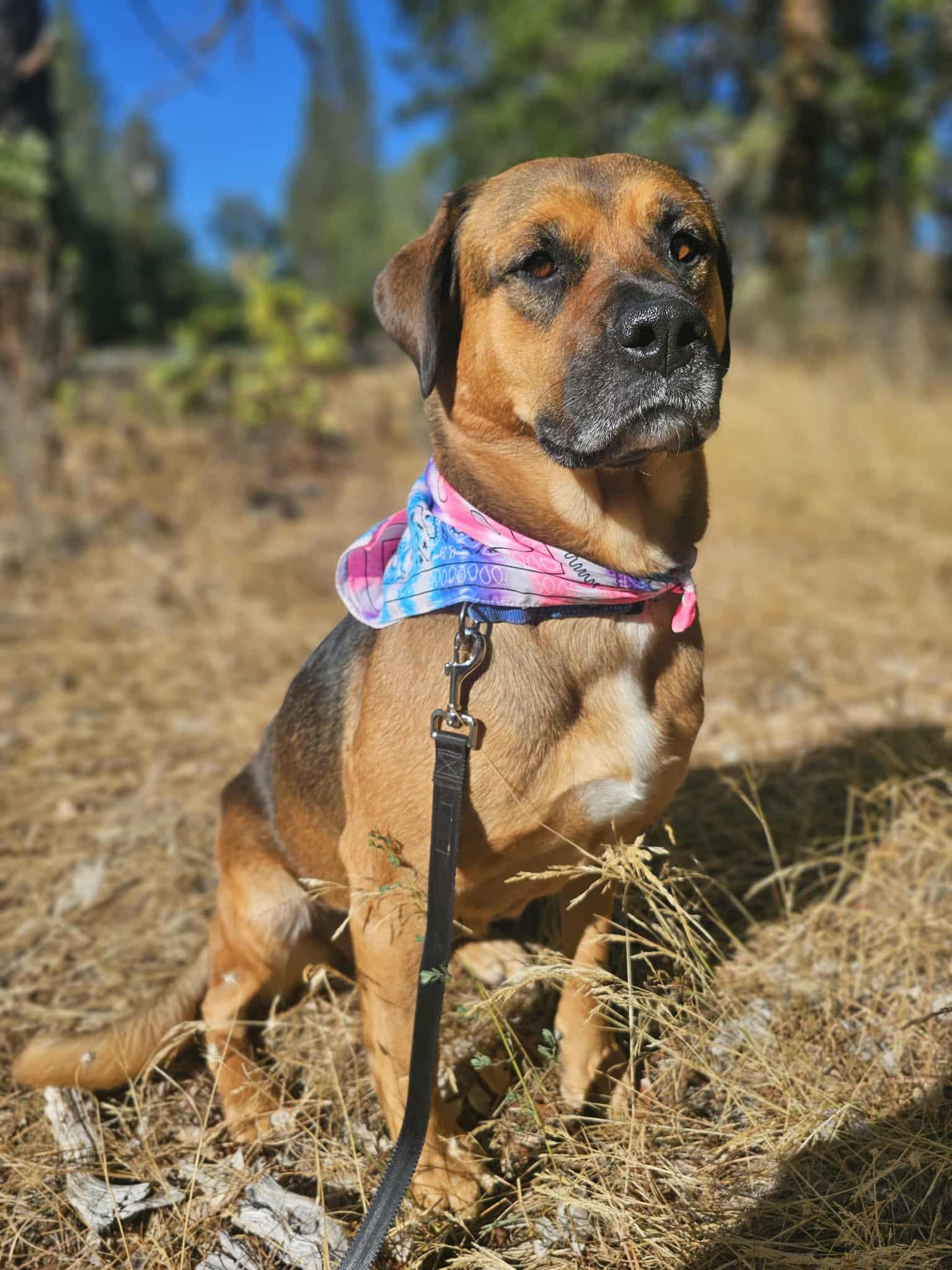 Enlarge Pattycakes, a Adoptable mixed breed in Grants Pass, OR image 1/5