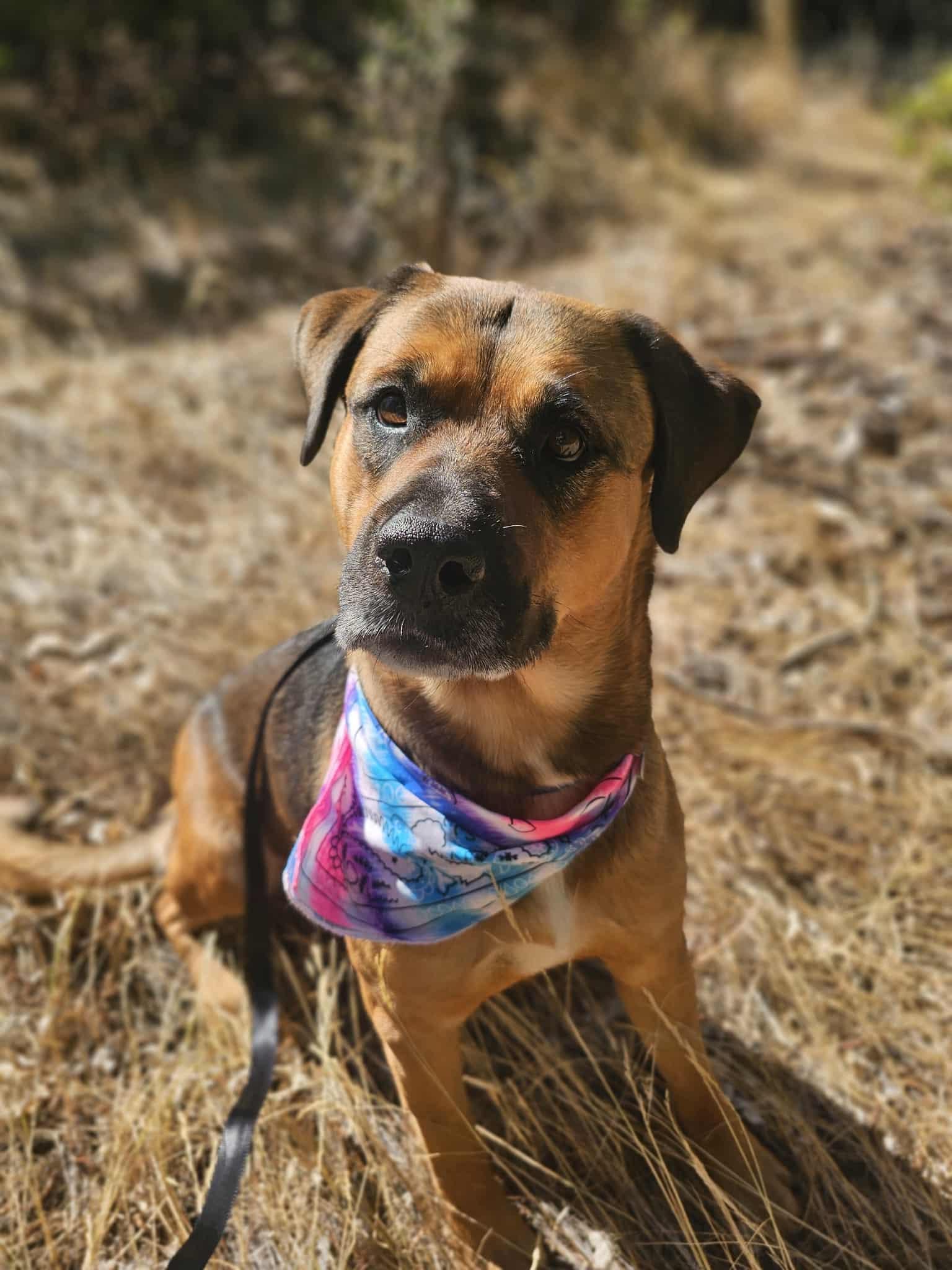 Enlarge Pattycakes, a Adoptable mixed breed in Grants Pass, OR image 2/5